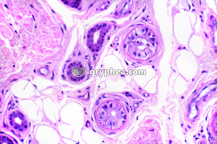 Glande sudoripare CT x100 - gryphea.com